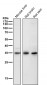 Anti-CSNK1A1 Rabbit Monoclonal Antibody